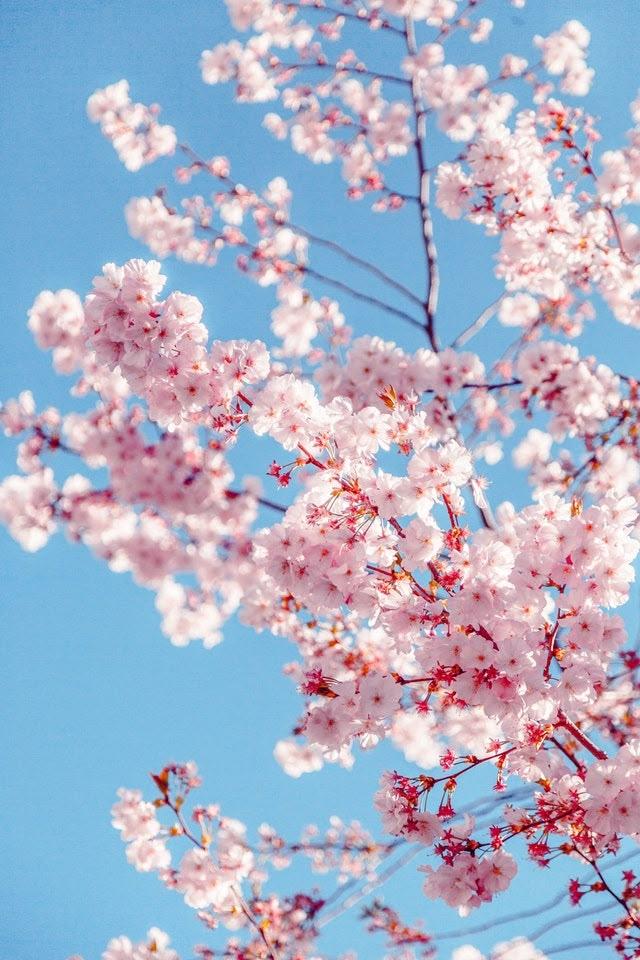 Harmony in Bloom: Pastel Embrace